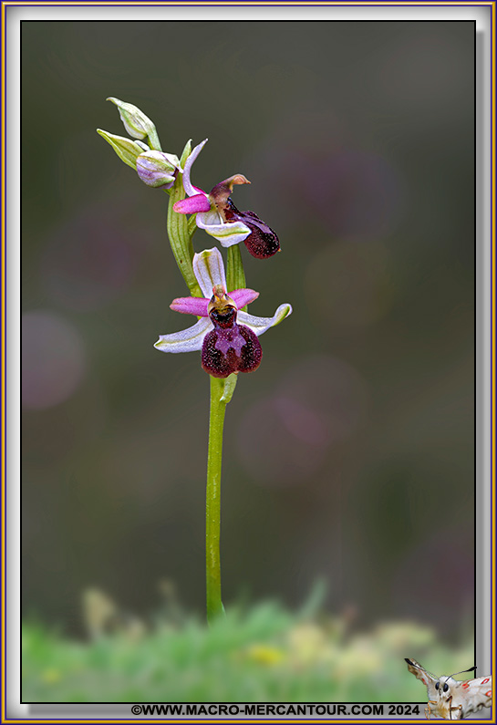 Ophrys Arachnitiformis